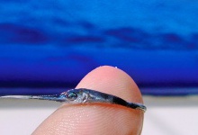 Морський біолог показав, як виглядає мальок меч-риби
