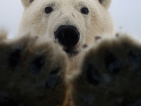 Полярний ведмідь влаштував фотографу облогу