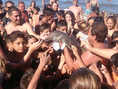 В Аргентині пляжники «заселфили» дельфіня до смерті