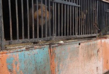 Луцький зоопарк приютив двох ведмедів з покинутого пересувного зоопарку на Рівненщині