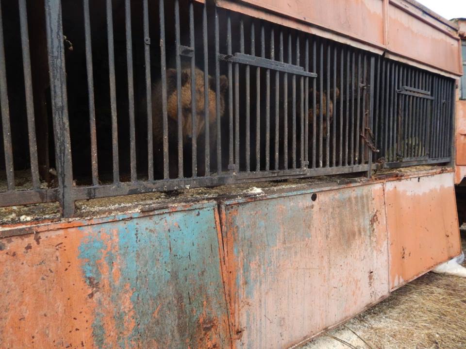 Луцький зоопарк приютив двох ведмедів з покинутого пересувного зоопарку на Рівненщині