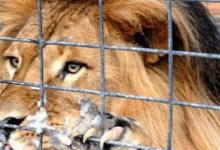 Лев пошматував працівника маріупольського зоопарку