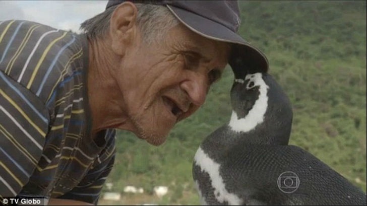Пінгвін щороку пропливає 8000 км, щоб зустрітися зі своїм рятівником