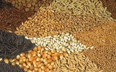 «Волинь-Зерно-Продукт» цього річ офіційно відкриє завод з виробництва насіння