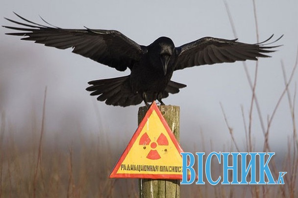 У Чорнобилі будуть переробляти радіоактивні відходи?