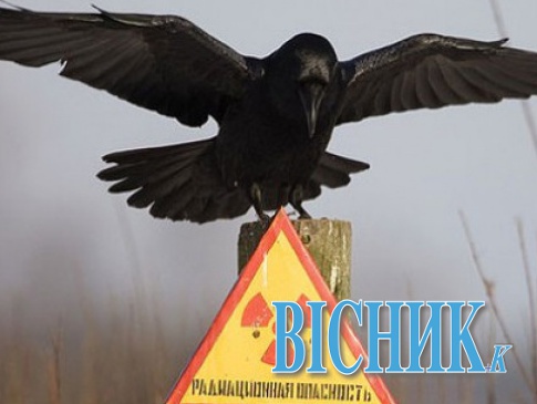 У Чорнобилі будуть переробляти радіоактивні відходи?