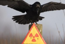 Чорнобильська зона рай для тварин?