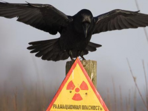 Чорнобильська зона рай для тварин?
