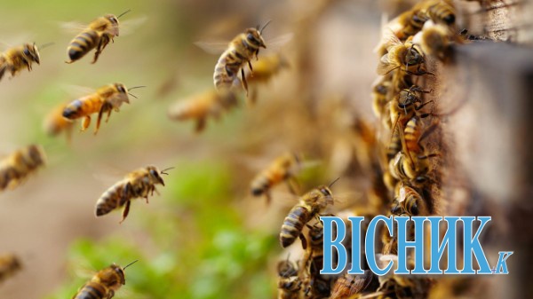 Бджоли убили пасічника