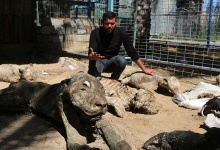 Жахи війни: як загинув зоопарк у секторі Газа