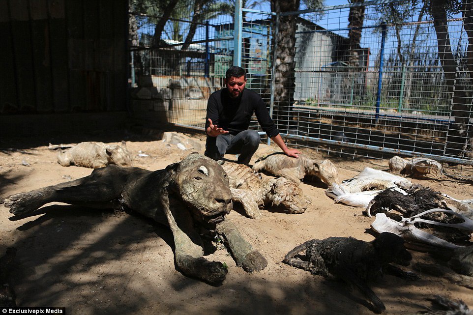 Жахи війни: як загинув зоопарк у секторі Газа