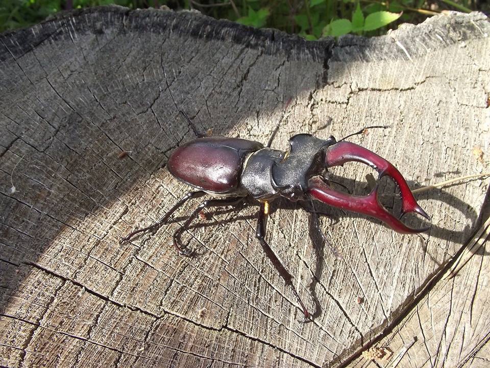 Під Луцьком мешкають рідкісні червонокнижні жуки
