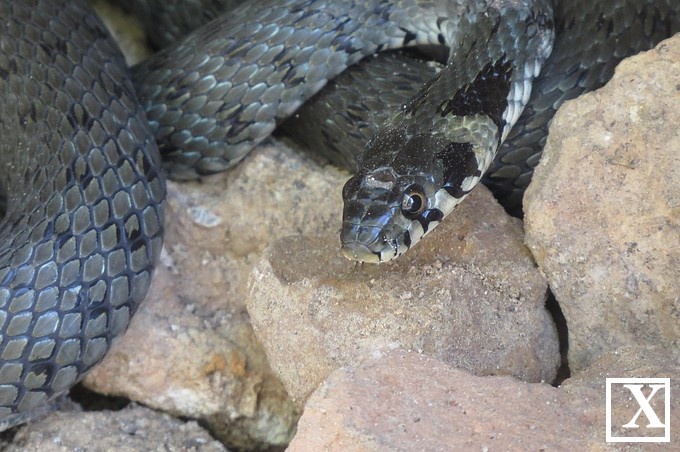 У Луцьку біля замку Любарта живе змія