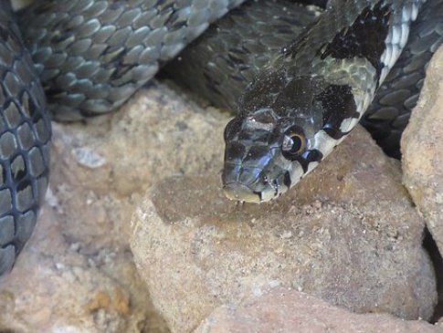 У Луцьку біля замку Любарта живе змія