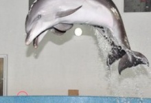 У трускавецькому дельфінарії — поповнення