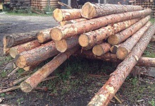 На Волині вилучили незаконної деревини на півмільйона