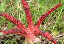 На Буковині між рядками картоплі вродили червонокнижні гриби!