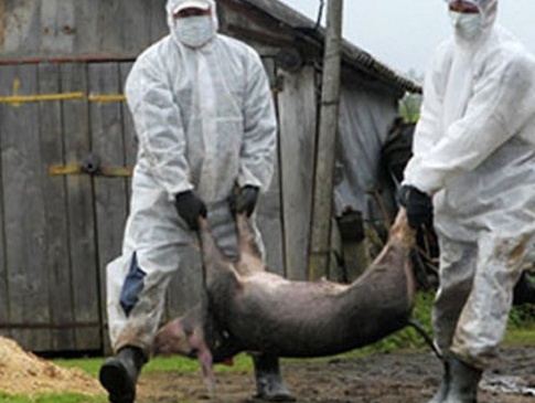 Африканська чума свиней докотилася до Волині