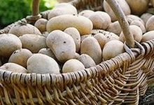Вінничина готується побити рекорд з врожаю картоплі