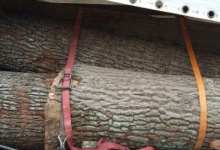 СБУ попередила нелегальне вивезення столітніх дубів