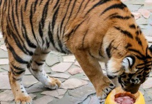 Свято гарбуза у луцькому зоопарку смакувало навіть тиграм