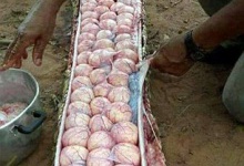 У вбитому пітоні знайшли 60 яєць