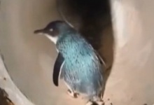 Для пінгвінів побудували підземний перехід