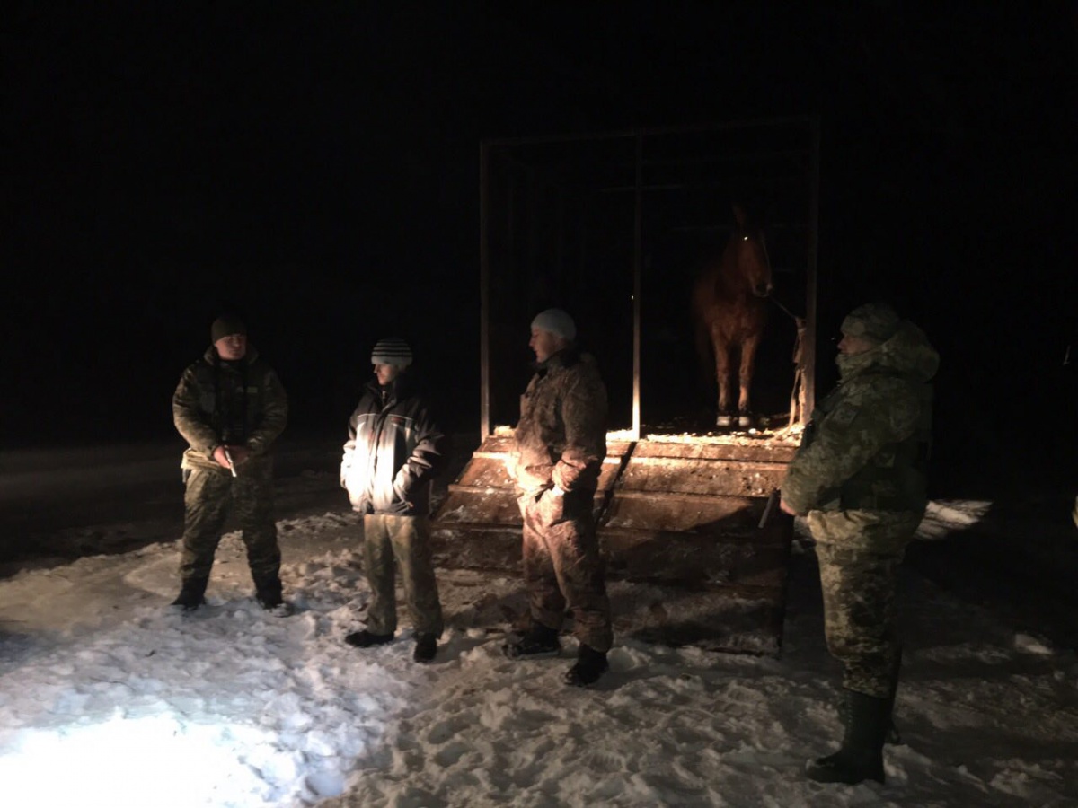 На Волині затримали чоловіків, які намагалися незаконно перевезти у Білорусь коней