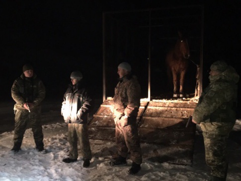 На Волині затримали чоловіків, які намагалися незаконно перевезти у Білорусь коней