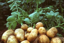 Галичина — лідер з вирощування картоплі