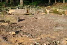 На волинських лісників завели кримінал за суцільні «санітарні» рубки на території національного парку