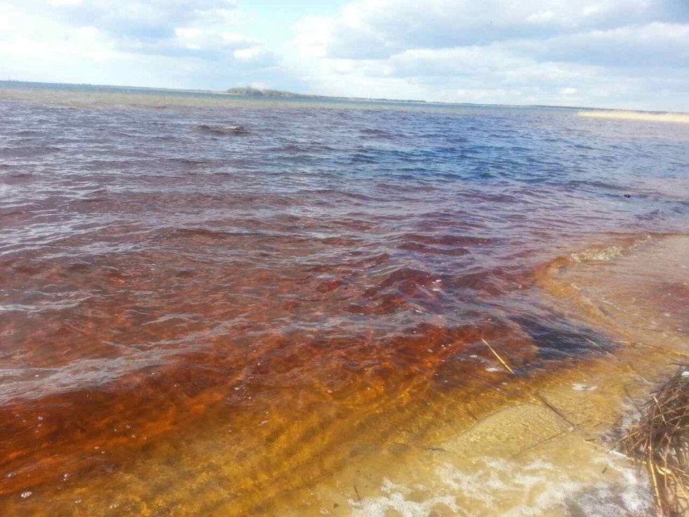 Вода в озері Світязь стала коричнево-брудною