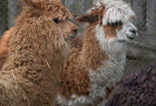 Рівненський зоопарк передав луцькому самиць альпаки