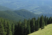 Карпатські ліси внесуть до спадщини ЮНЕСКО?