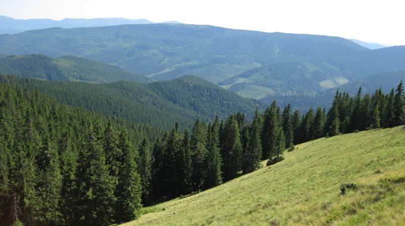 Карпатські ліси внесуть до спадщини ЮНЕСКО?