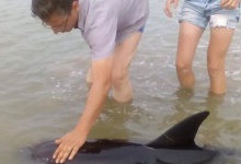 Під Одесою туристи врятували трьох дельфінів