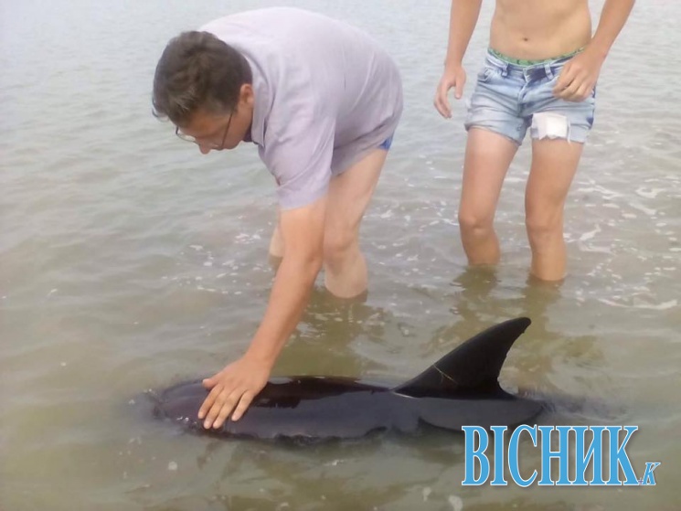 Під Одесою туристи врятували трьох дельфінів