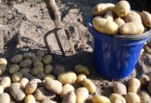Чоловіка судили за крадіжку… трьох кіль картоплі