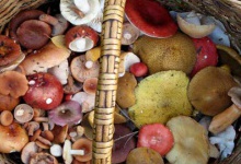 У Карпатах турист з Маріуполя отруївся грибами