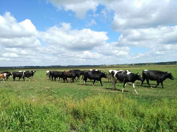 На Волині поділили державну допомогу на розведення худоби
