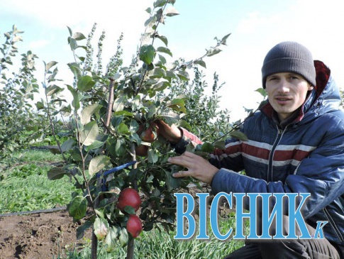 Вирощує 120 сортів яблунь і радить, як зберігати плоди