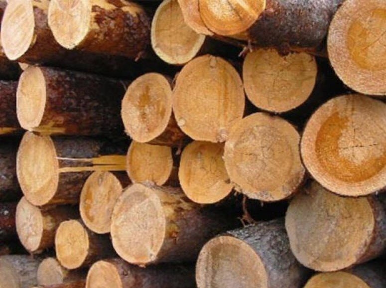 Для Волинських пилорам крадуть деревину на Рівненщині