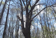 На Волині росте дуб, якому понад 700 років