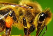 На Волині пасічники та представники влади домовилися захищати бджіл від пестицидів