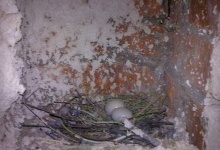 У Луцьку голуби сплели гніздо із електропроводки