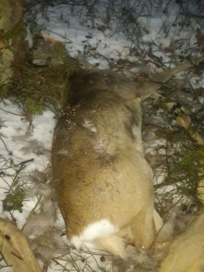 На Волині браконьєр застрелив три козулі
