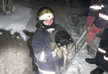 На Волині рятувальників викликали, щоб визволити з ями собаку