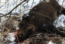 На Волині браконьєри застрелили вагітну самку дикого кабана