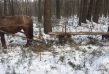 Ще одна «невдала спроба» крадіжки лісу на Маневиччині