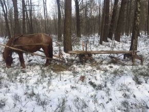 Ще одна «невдала спроба» крадіжки лісу на Маневиччині